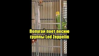 Попугай поет песню группы Led Zeppelin