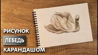 Как нарисовать лебедя карандашом | Рисунок для начинающих поэтапно