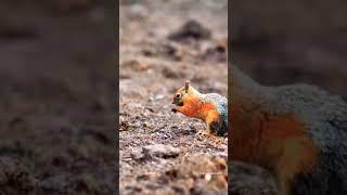 Discover the Hidden World of #Caucasian Squirrel: A Viral Animal Phenomenon