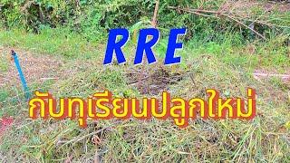 ทำ RRE กับทุเรียนปลูกใหม่ จะได้ผลหรือไม่ ?