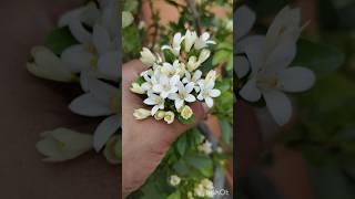 Madhu kamini plant#flowers#garden #short #youtubeshorts