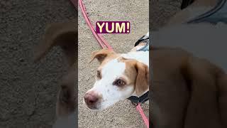 Easy LA Hike for Dogs  | Griffith Park West Loop  #dogfriendlyla #mayasayshiya #griffithpark