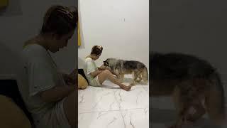 Aww!! KOUCH give favorite food for TONY #shorts #careful #funny