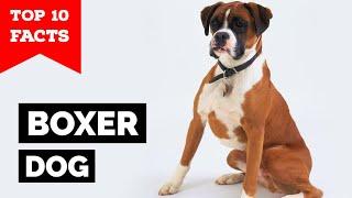 Boxer Dog - Top 10 Facts