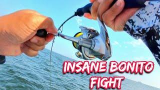 Awesome Bonito Fight on Extra Light Palmarius Rod