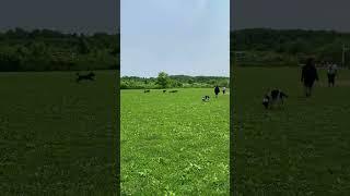 #DBTV No:255 - AJ is running with a pack and knocking other dogs over.  (2022) #shorts