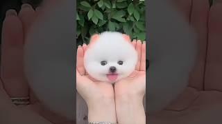 Cute mini pomeranian#cute #cutepuppy #dog #puppy #cutest #cutewhatsappstatus#trending #shorts