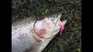 ЛОВЛЯ ФОРЕЛИ НА ПЛАТНОМ ВОДОЕМЕНАРЕЗКА ПОИМОК КРУПНОЙ