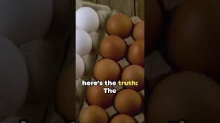 Egg-ceptional Myth #8: Brown vs White Eggs #health #food