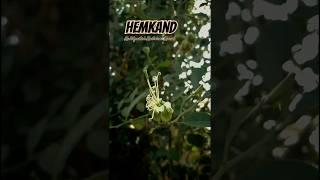 Hemkand (kaba) : The Aphrodisiac & Energy Booster #Aphrodisiac #HerbalRemedy #EnergyBoost #shorts