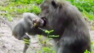 Why Baby Pigtail Monkey Always Gets Attack From Long Tail Monkeys? Pigtail Baby Monkey Cry Loudly