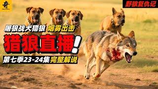 大型紀錄片【野狼復仇記】第七季23-24集，三戰犬追擊獵狼，最與眾不同的農場，牧民放羊遇巨狼，烟霧帶頭追擊，村外狼群即將來襲？#坎高犬#狼#牧羊犬#狗#狼群#土耳其#动物世界#動物解説#動物世界