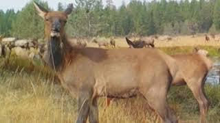 Rocky Mt Elk Foundation and Wildlife