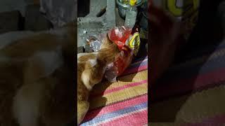 ALANGANG PUSA