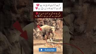 Qudrat to muhabbat Ka dars deti hai #trending #love #moments #motivation #nature #respect #shorts#yt