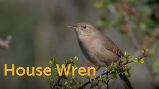 House Wren: Controversial Character