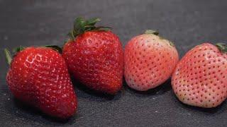 Pineberries?! #shorts