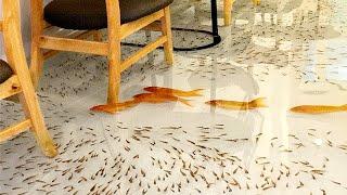 Eat At This Restaurant While Fish Swim Around Your Feet...