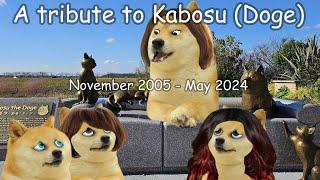 A tribute to Kabosu (Doge)