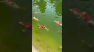 why i love koi fish? #aquascape #koi #fishcare #fishing #fishkeeping #koicare