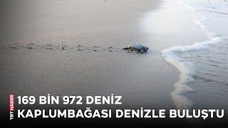 Binlerce deniz kaplumbağası denizle buluştu