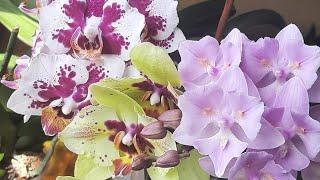 Формую квітоноси #phalaenopsis #фаленопсиси#orchids #орхидеи