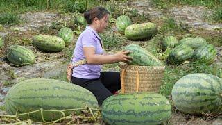 Hot season can not lack watermelon, The super big piece of pork my husband left behind