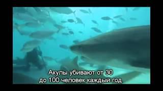 Most dangerous animals of the world - shark // Самые опасные животные мира  -  акула