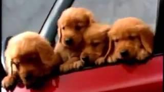 Puppies Just Want to Have Pure Breed Fun!! CUTE