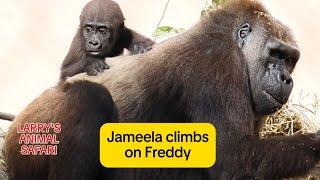 Baby Gorilla - Jameela (#40)  with Freddy at Cleveland Metroparks Zoo