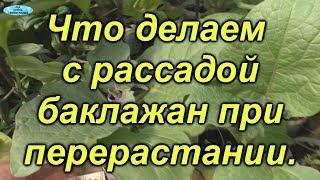 Перерастает рассада баклажанов? Сделайте так и всё пройдёт!