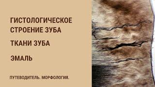 Гистологическое строение зуба. Ткани зуба. Эмаль