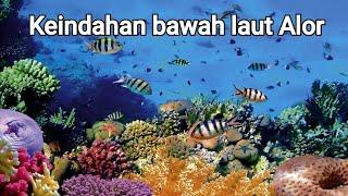 Keindahan bawah laut Alor || Pesona Wisata NTT