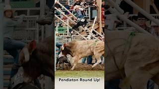 Bull Throws Cody Webster in the air then Escapes into the crowd! #codywebsterbullfighting