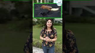 Meet The Mosquitoes That Love Human Blood! || #Shorts || Infinity Learn NEET