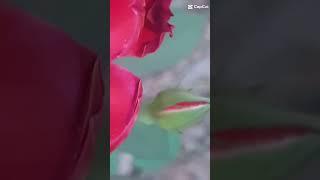FLOWER @#SHORTS | AFAQ BUKHARI