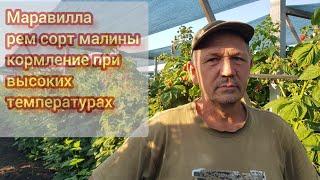 Маравилла рем сорт малины (тутаймер) нюансы в питании в сильную жару