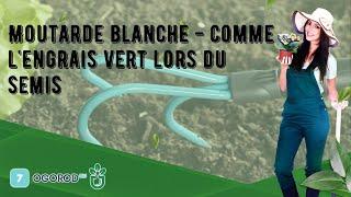 Moutarde blanche - comme l'engrais vert lors du semis