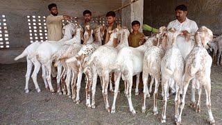 Ahmedpur Bakra farm 120 kg wale bakre | Qurbani 2025 | 8 may 2025 | gillani goat farm