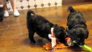 SafariDoodles: Bordoodles playing