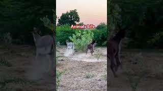 Wild Animals🫏️#foryou#viralvideo#shortvideo #donkey#shorts#short#donkeyvillage#wildanimals#video
