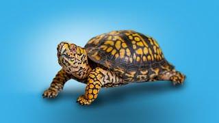 World's Most Personable Reptile Leaves Garden State Tortoise! 2,000 Mile Journey