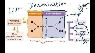 5090 HUMAN NUTRITION NEW COMPONENT