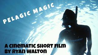 PELAGIC MAGIC  (A Cinematic Short Film)