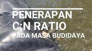 PENERAPAN CN RATIO PADA MASA BUDIDAYA  : Sistem autotrophic, heterotrophic dan mixotrophic #PART1