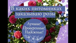 Где заказываю розы. Лучшие! Проверенные! Надежные питомники!