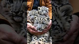 Snow leopard cubs#babyanimals#socute#lovely#soft#shorts#daily#ai