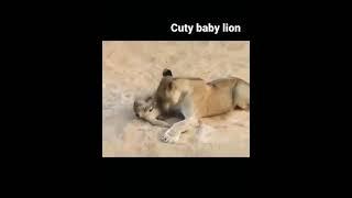 Cuty baby lion #shorts AnimalTube - World of animals