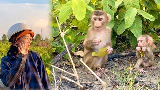 Monkey Linda & Puka return to the forest