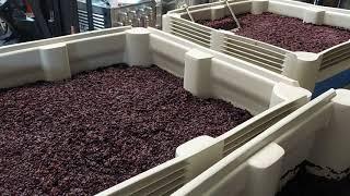 Punching Down the Pinot